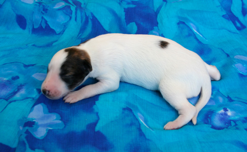 Surf Spots - Boy 1 Left